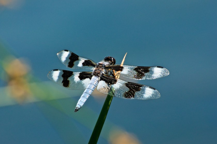 Eight-spotted skimmer along a lake shore