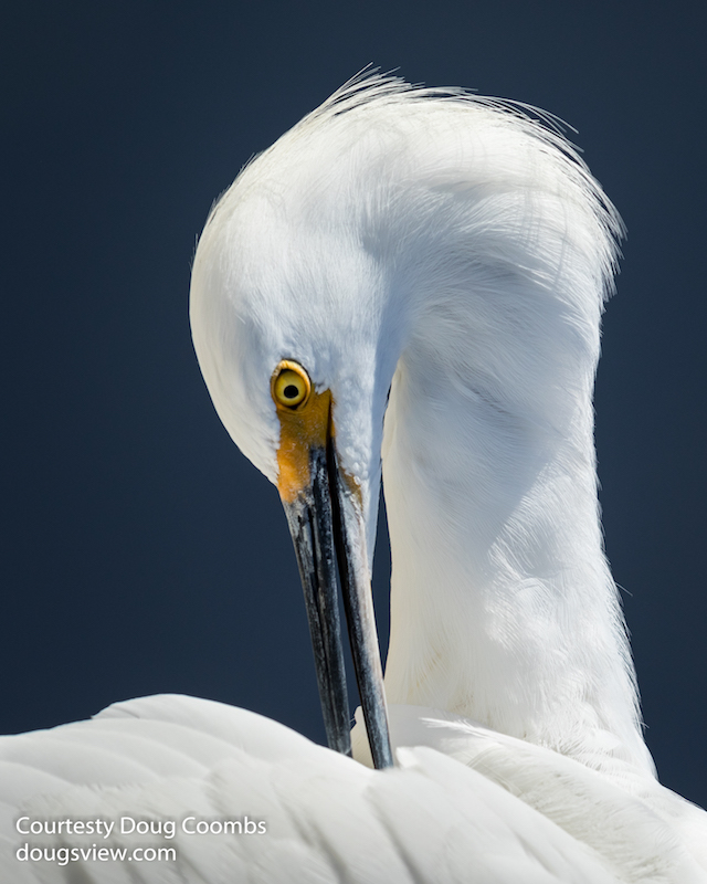 Egret Preening