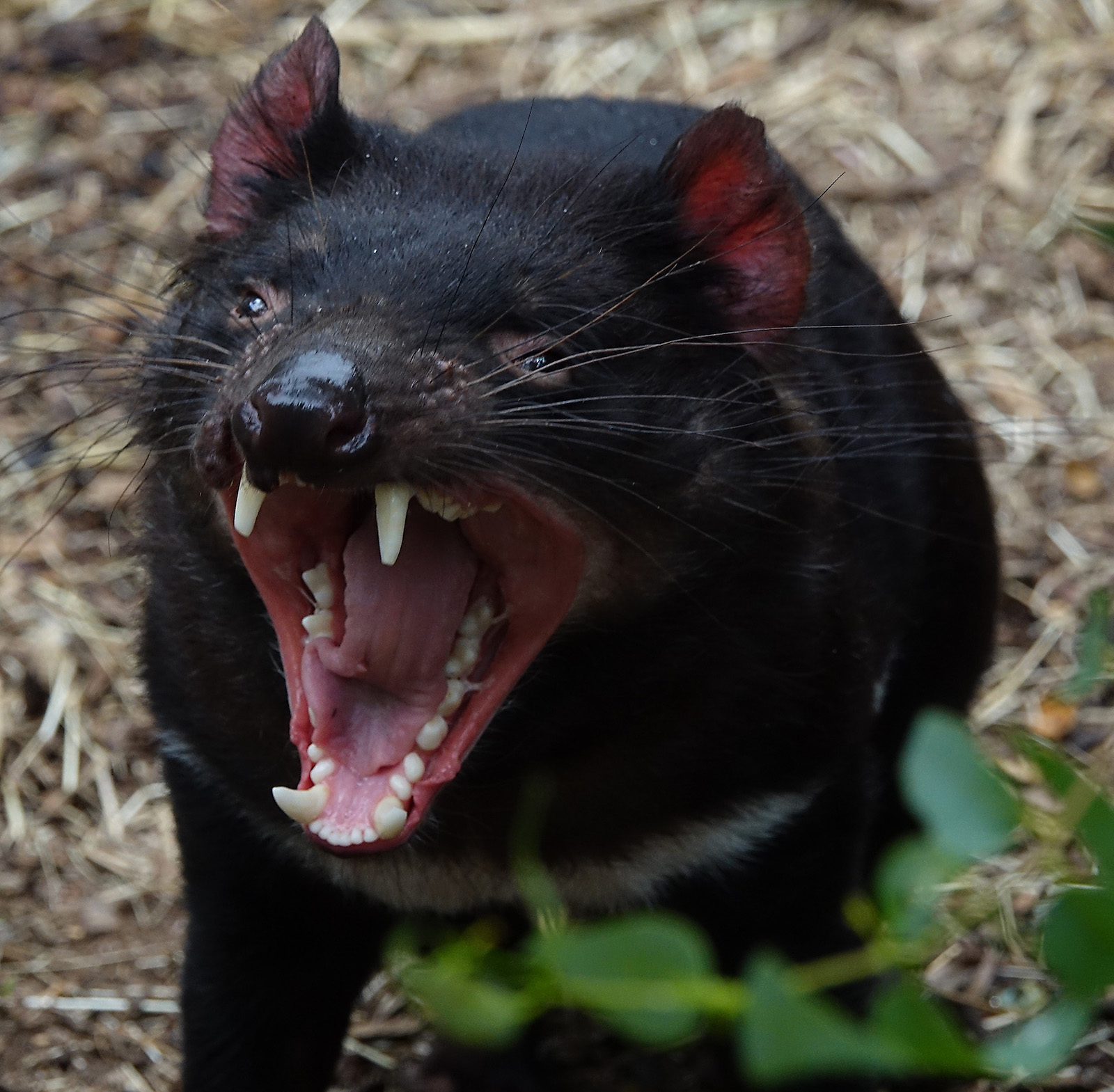 Tasmanian Devil