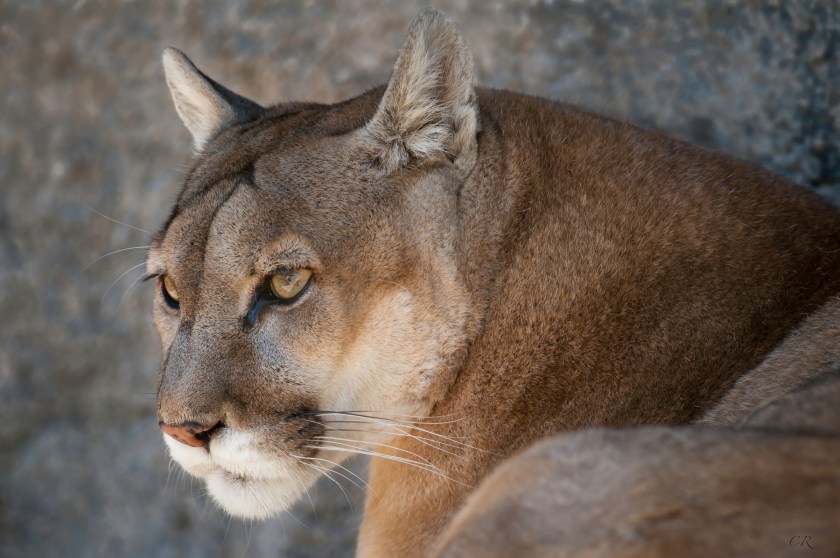 portrait of a Cougar at the Albuquerque Zoo.