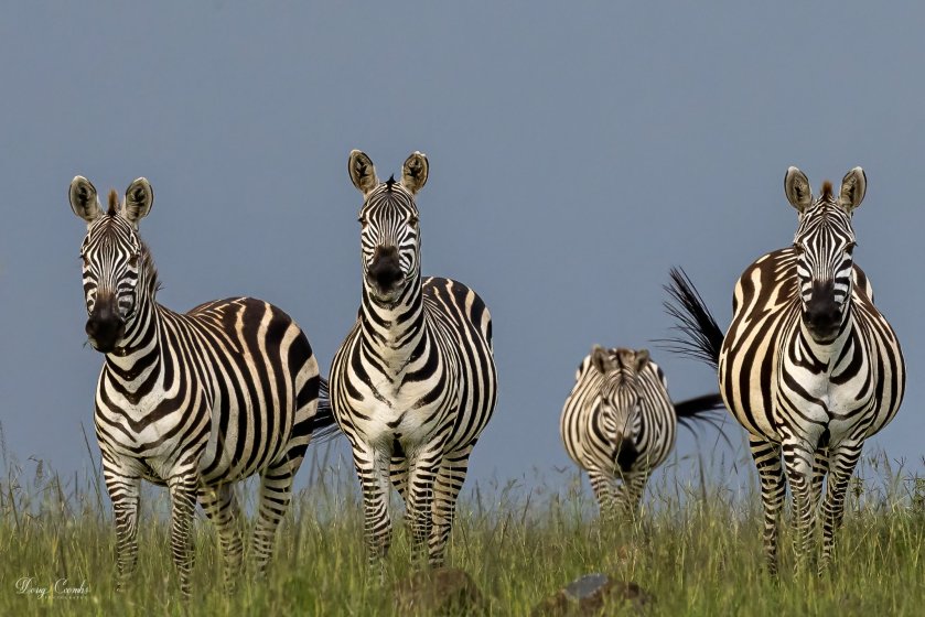 Plains Zebras