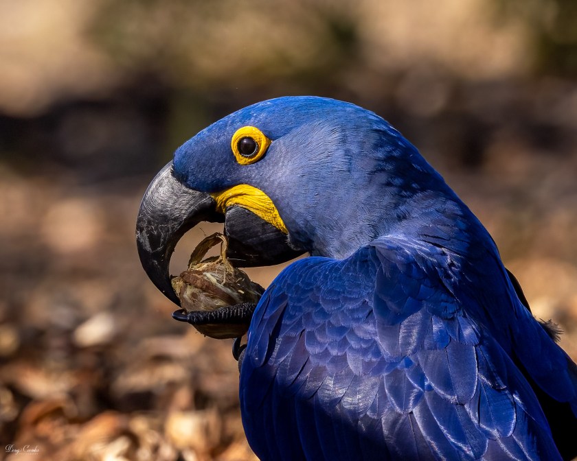 Hyacinth Macaw