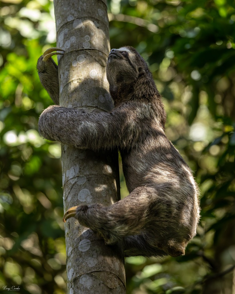 Three-toed Sloth