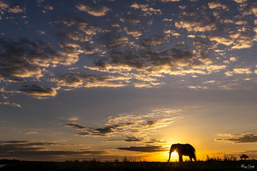 African Elephant at sunset
