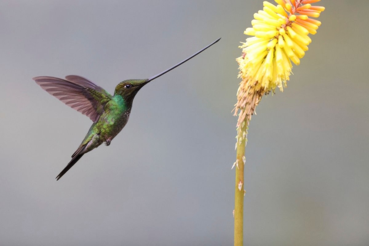 May Meeting: Ecuador’s Cloud&nbsp;Forest