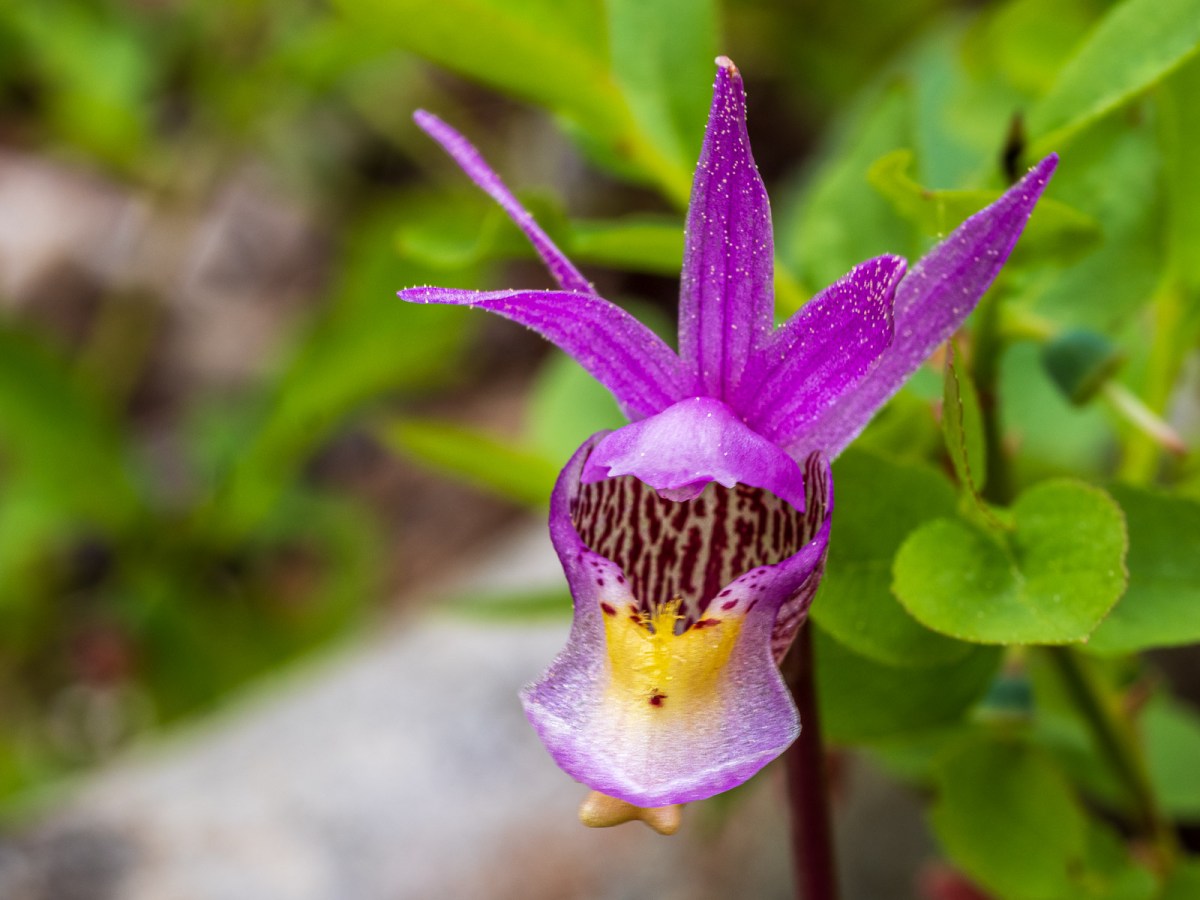 July Photo Club&nbsp;Meeting