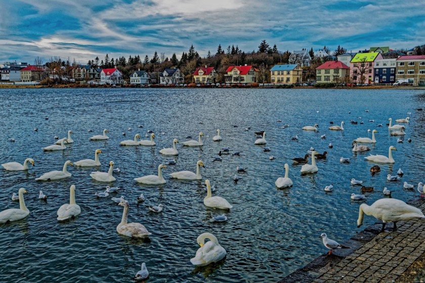 Whooper Cranes on a lake in Reykjavik, Iceland