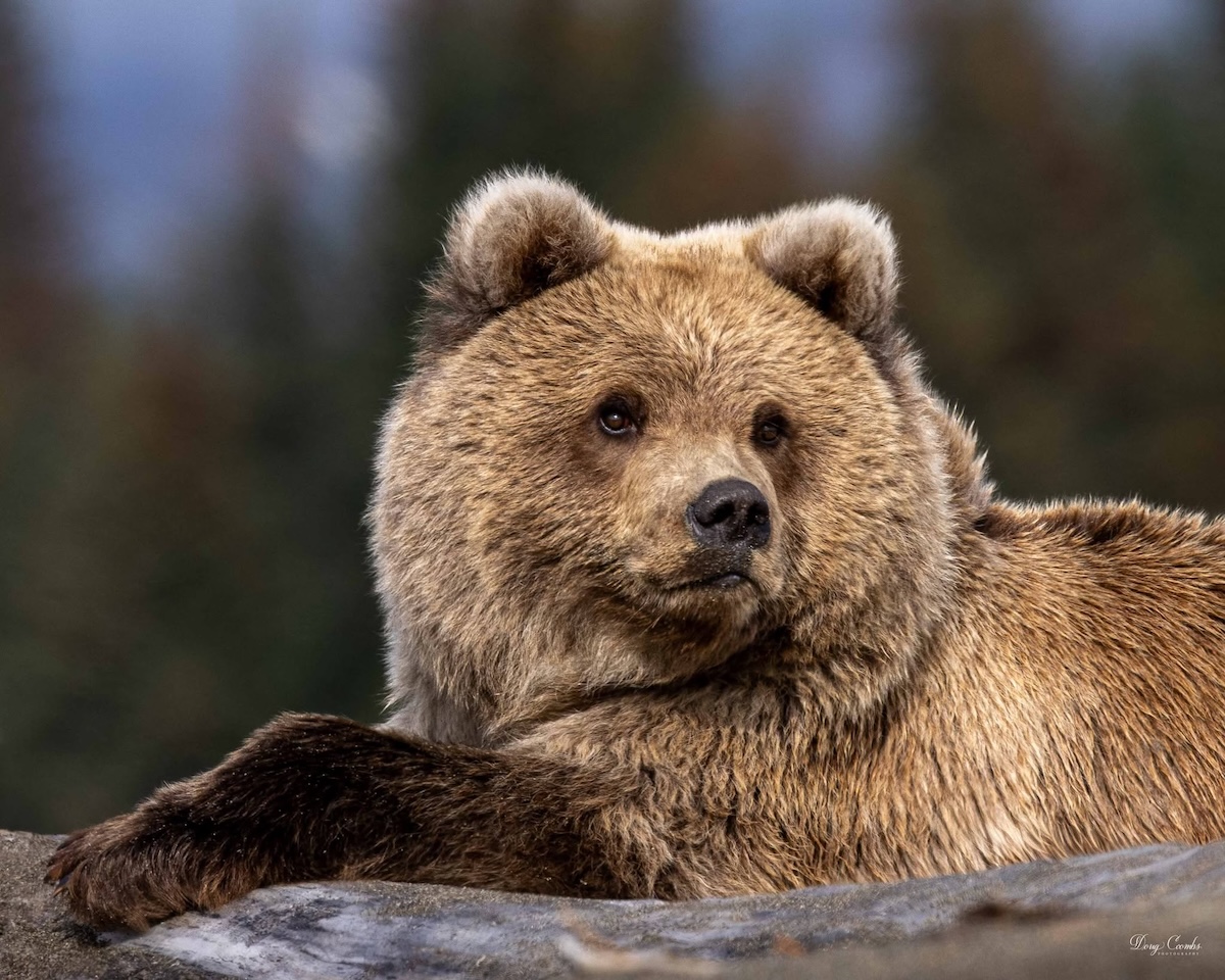 Alaska-Bears & Beyond, August&nbsp;12